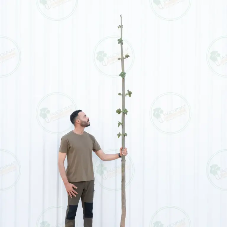 Paulownia Pao Tong Z07 – Tree 3.5 m