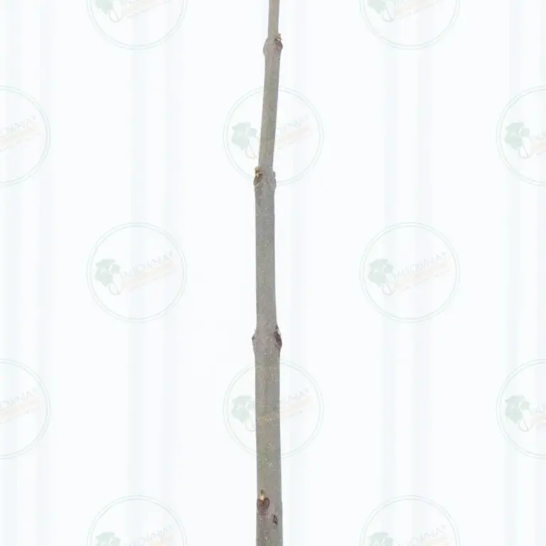 Paulownia Pao Tong Z07 – Tree 3.5 m