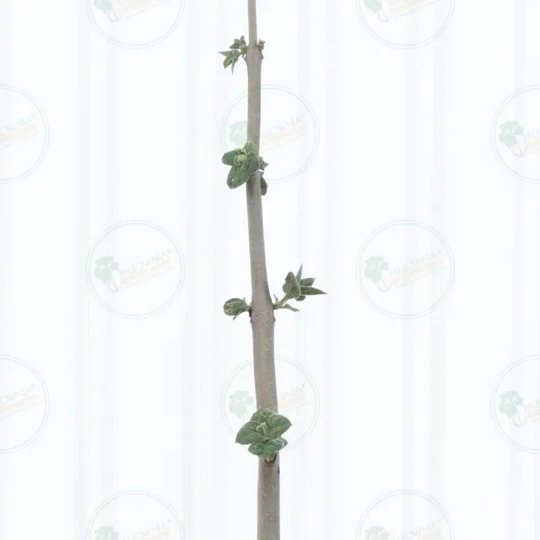 Paulownia Pao Tong Z07 – Tree 3.5 m