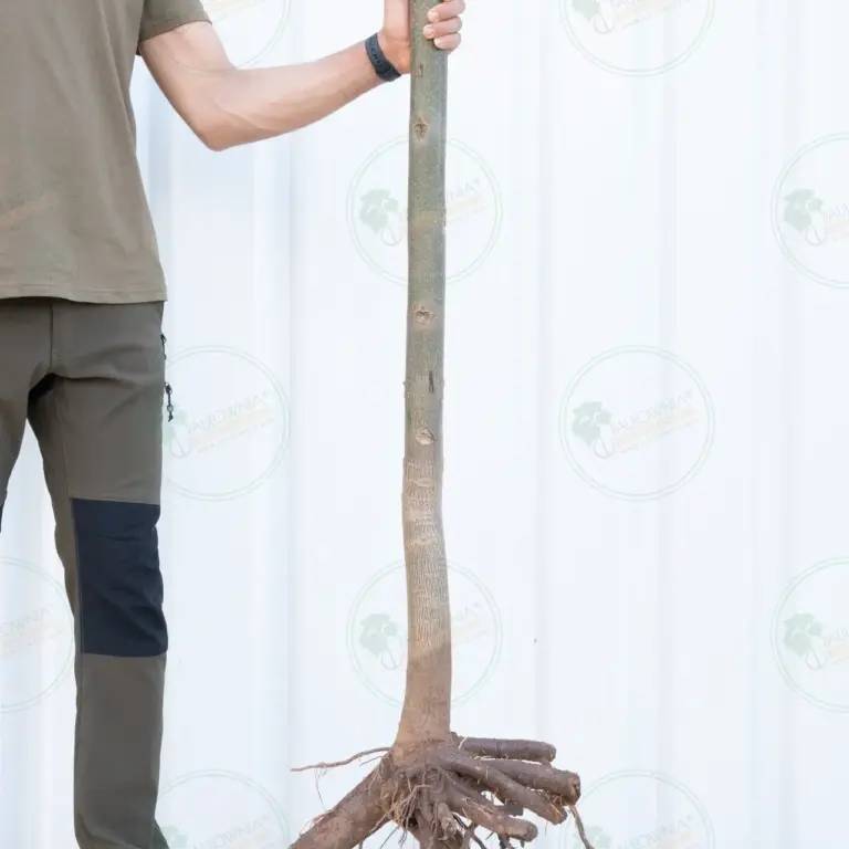 Paulownia Pao Tong Z07 – Tree 3.5 m
