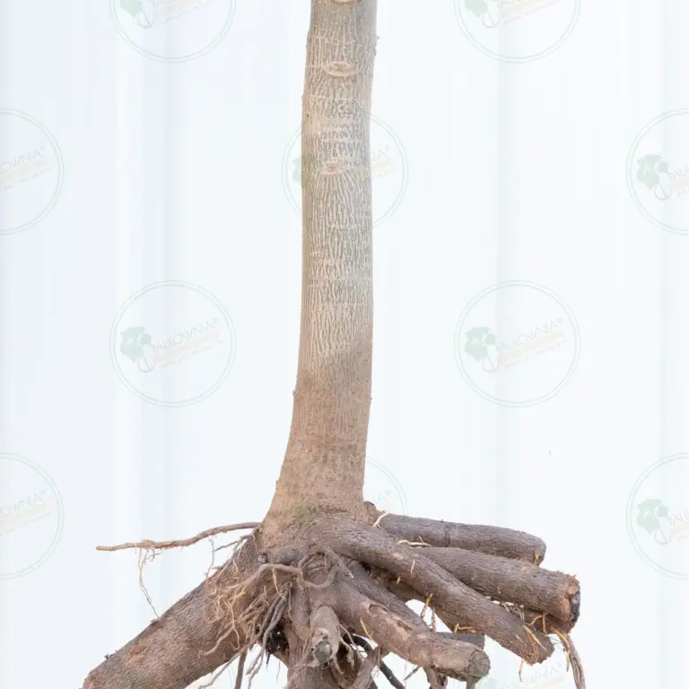 Paulownia Pao Tong Z07 – Tree 3.5 m