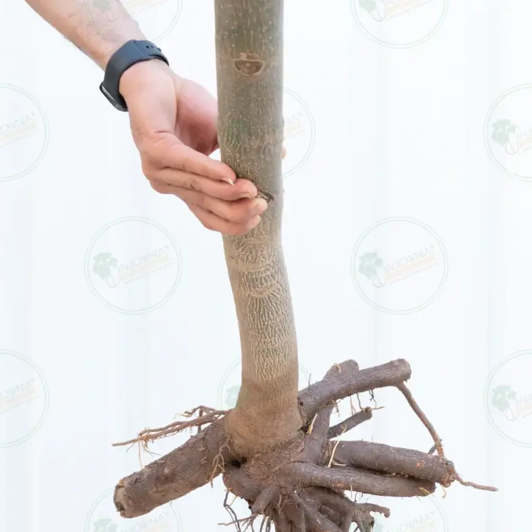 Paulownia Pao Tong Z07 – Tree 3.5 m