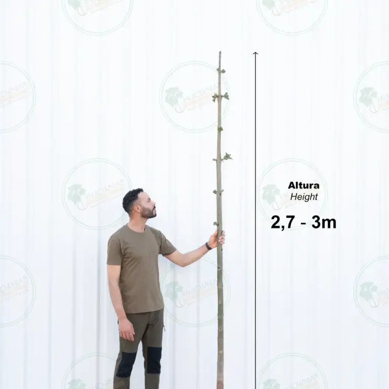 Paulownia Pao Tong Z07 – Tree 3 m