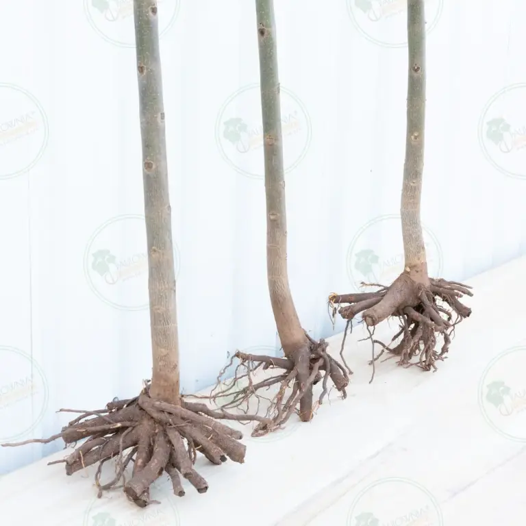 Paulownia Pao Tong Z07 – Tree 3 m