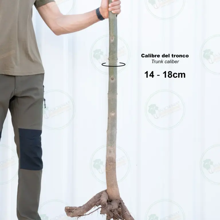 Paulownia Pao Tong Z07 – Tree 3 m