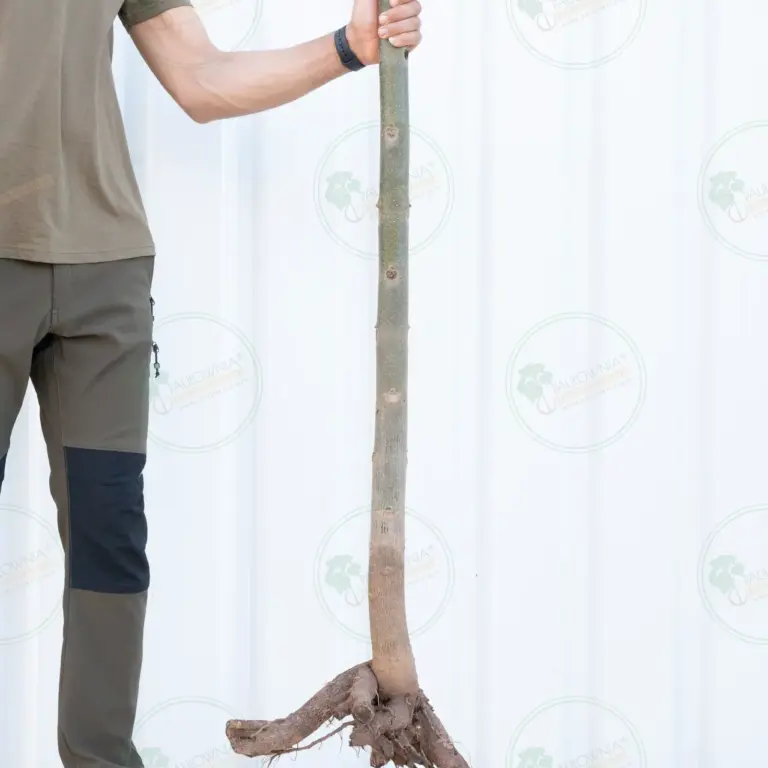 Paulownia Pao Tong Z07 – Tree 3 m
