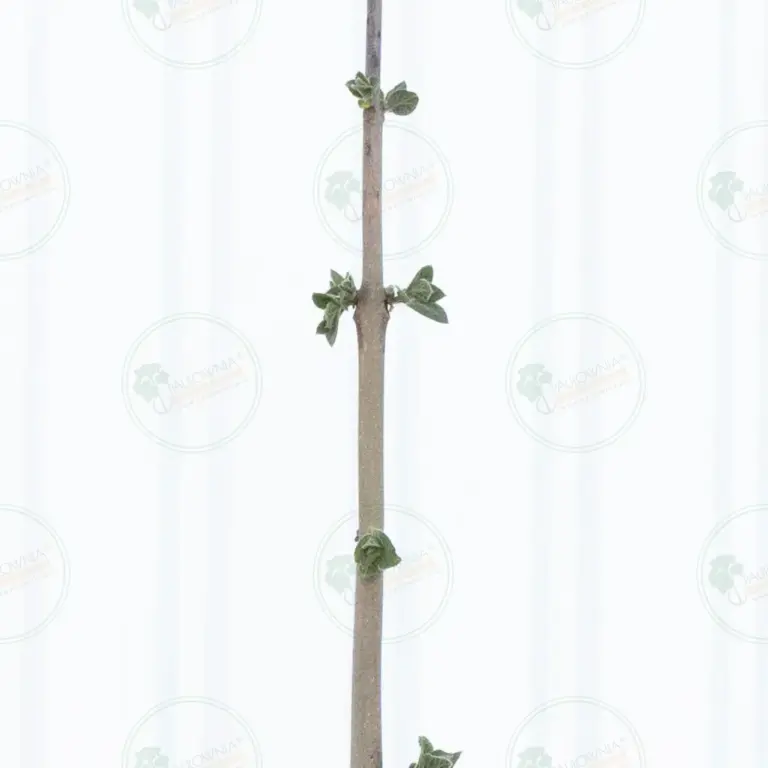 Paulownia Pao Tong Z07 – Tree 3 m