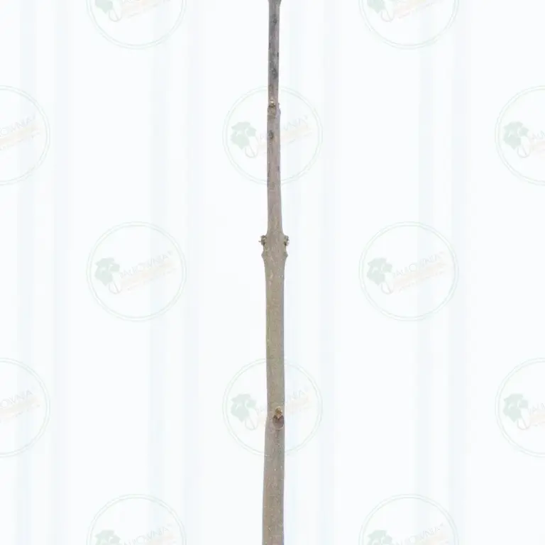 Paulownia Pao Tong Z07 – Tree 3 m