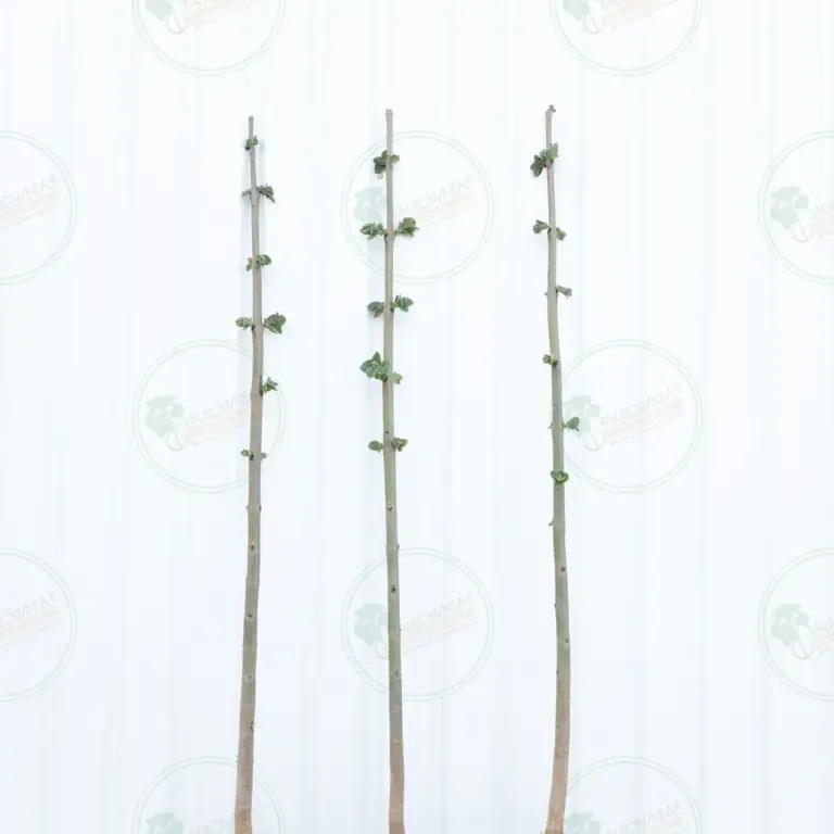 Paulownia Pao Tong Z07 – Tree 3 m