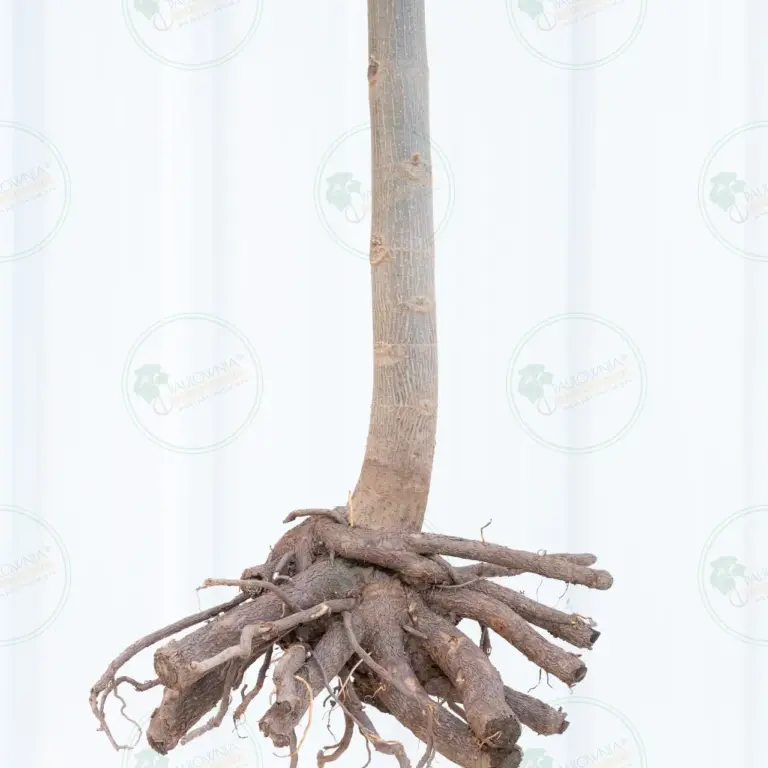 Paulownia Pao Tong Z07 – Tree 3 m