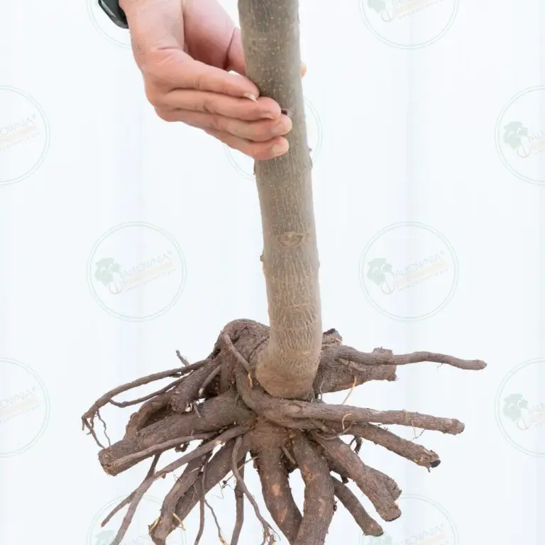 Paulownia Pao Tong Z07 – Tree 3 m