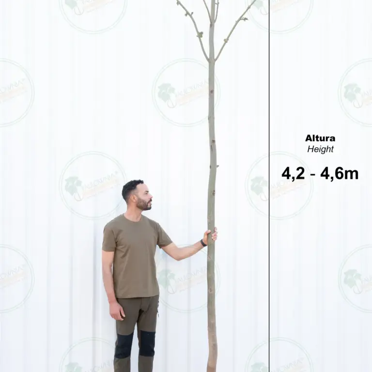 Paulownia Pao Tong Z07 – Tree 4.5 m