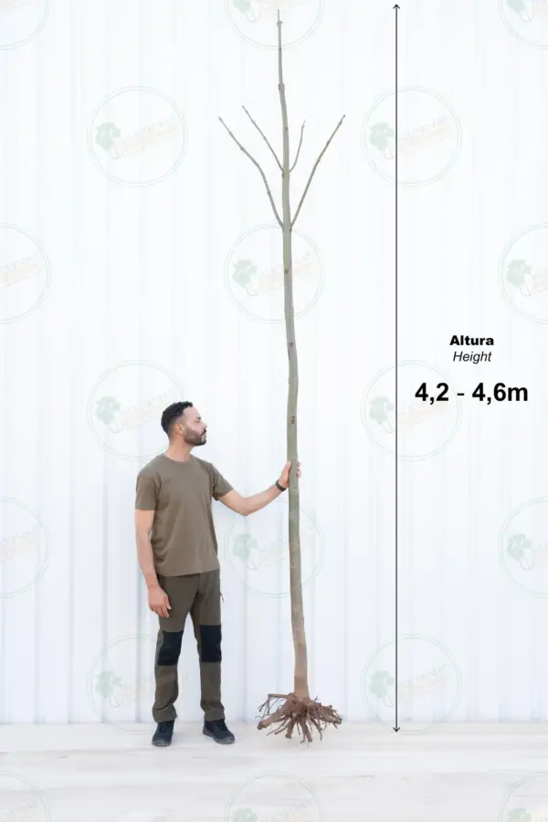 Paulownia Coreana IES® – Tree 4.5 m