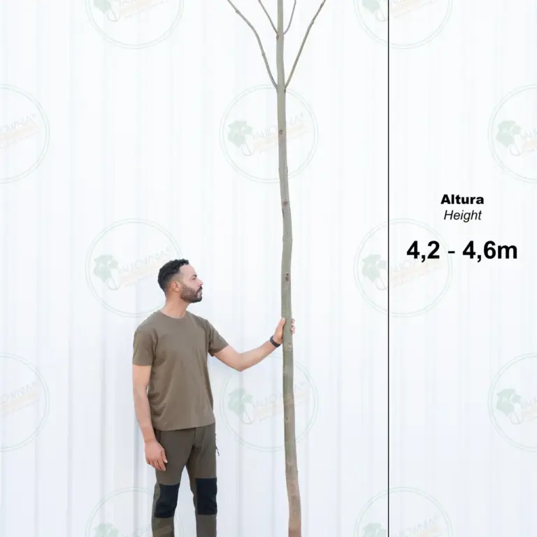 Paulownia Pao Tong Z07 – Tree 4.5 m