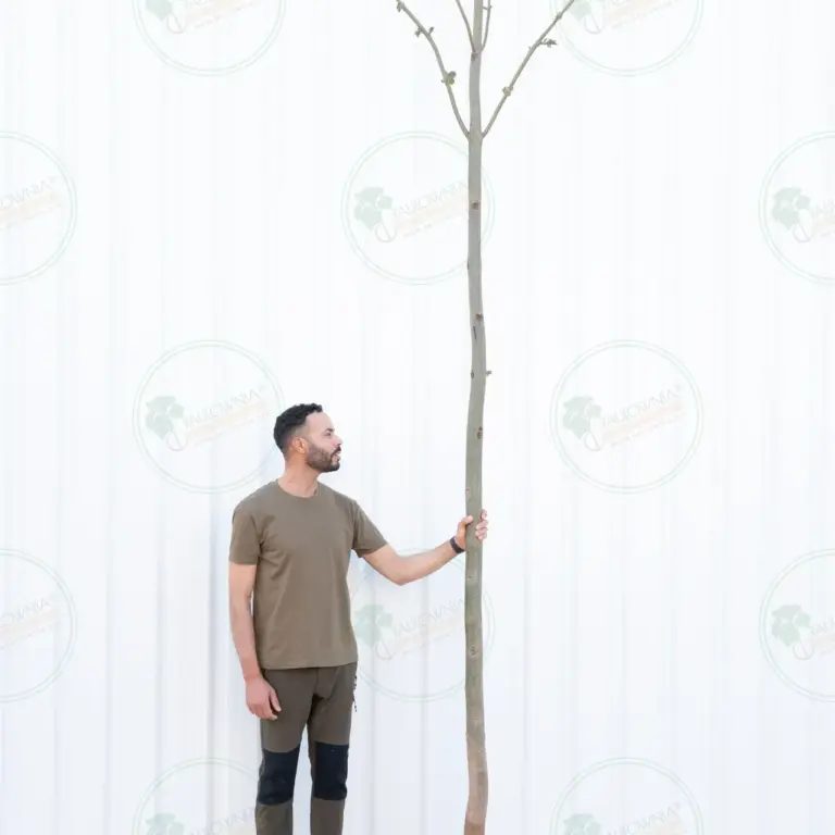 Paulownia Pao Tong Z07 – Tree 4.5 m