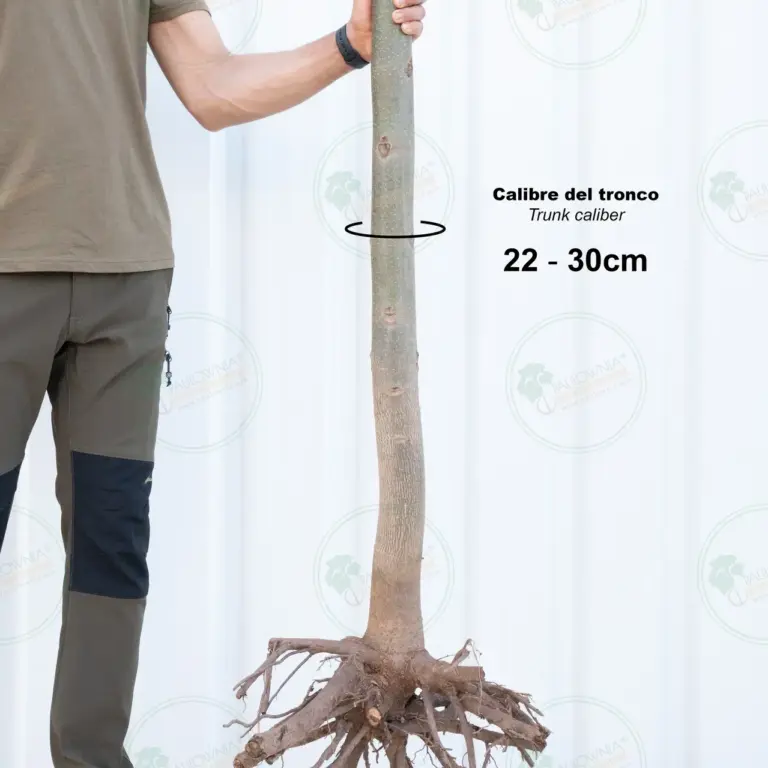 Paulownia Pao Tong Z07 – Tree 4.5 m