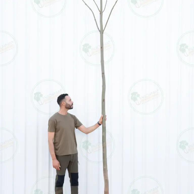 Paulownia Pao Tong Z07 – Tree 4.5 m