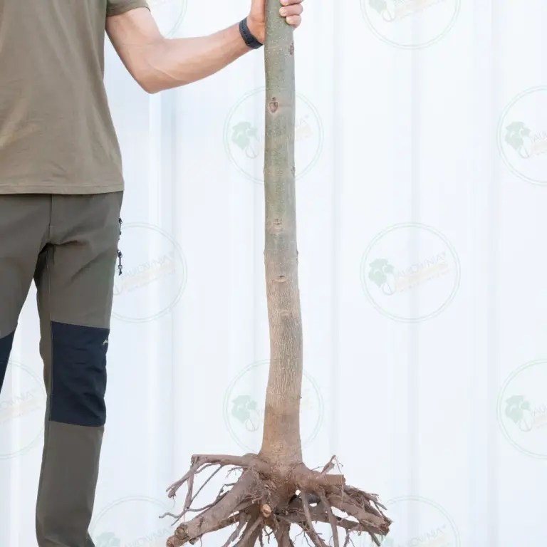 Paulownia Pao Tong Z07 – Tree 4.5 m
