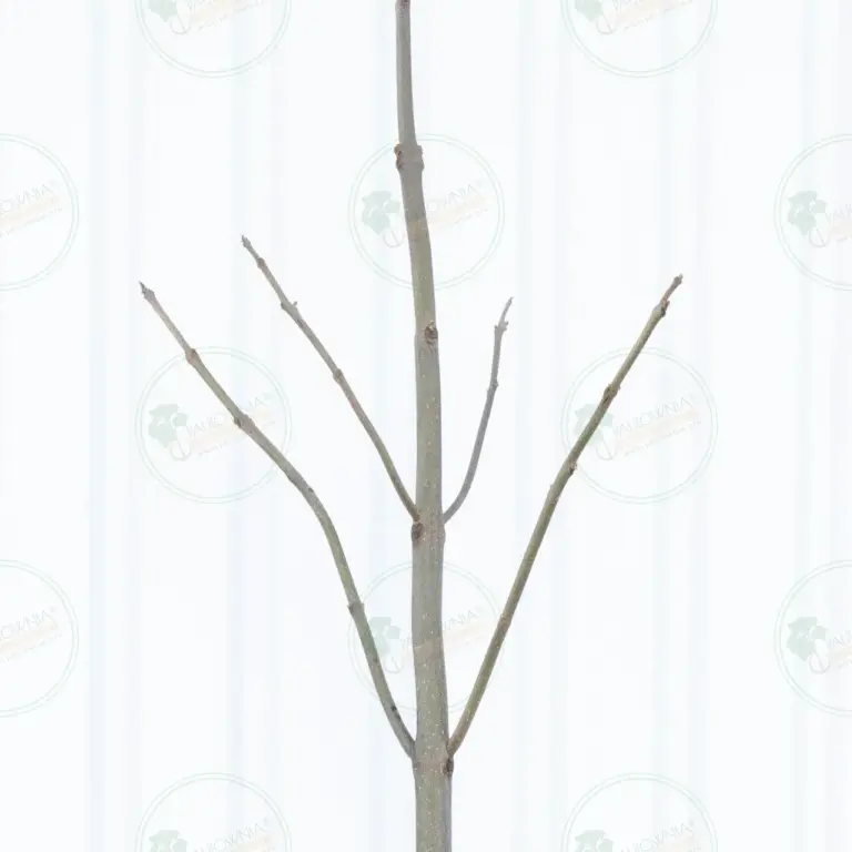 Paulownia Pao Tong Z07 – Tree 4.5 m