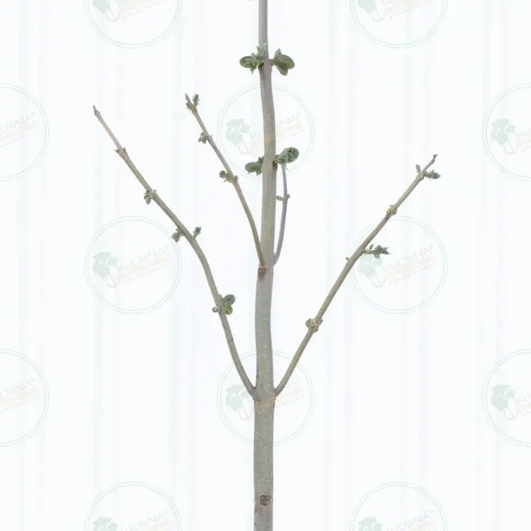 Paulownia Pao Tong Z07 – Tree 4.5 m