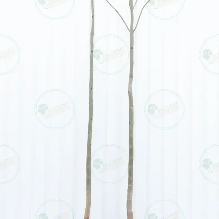 Paulownia Pao Tong Z07 – Tree 4.5 m