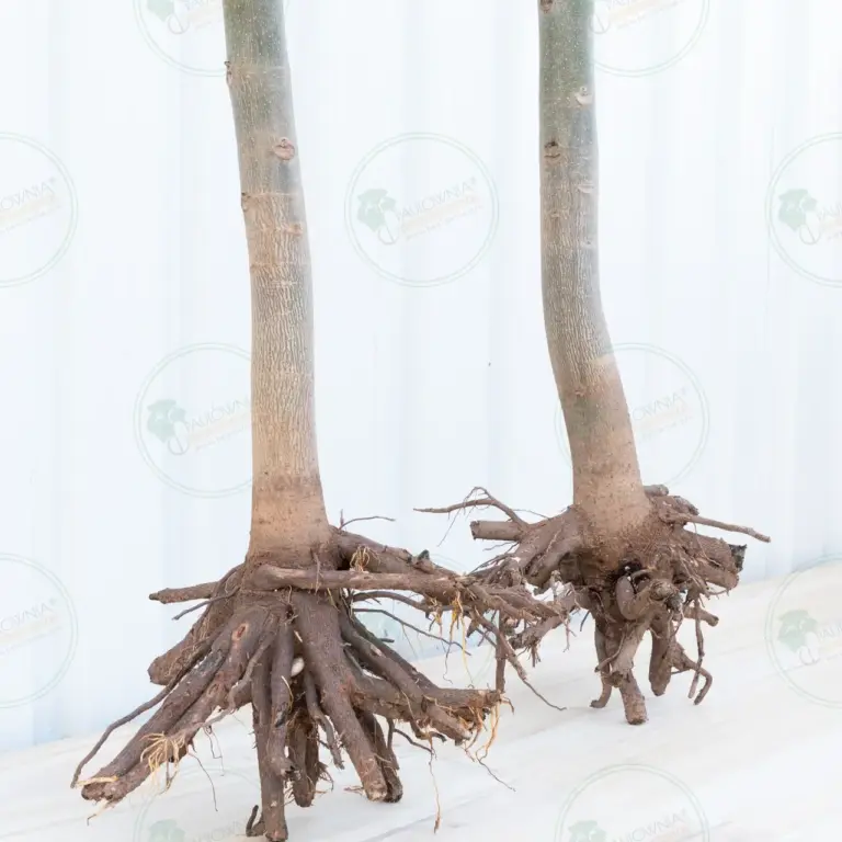 Paulownia Pao Tong Z07 – Tree 4.5 m
