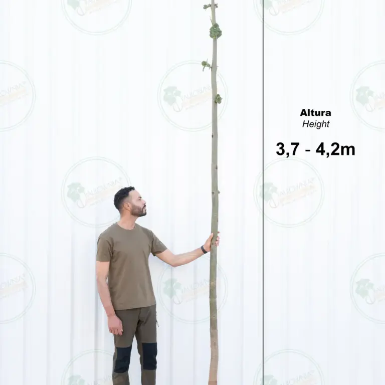 Paulownia Pao Tong Z07 – Tree 4 m