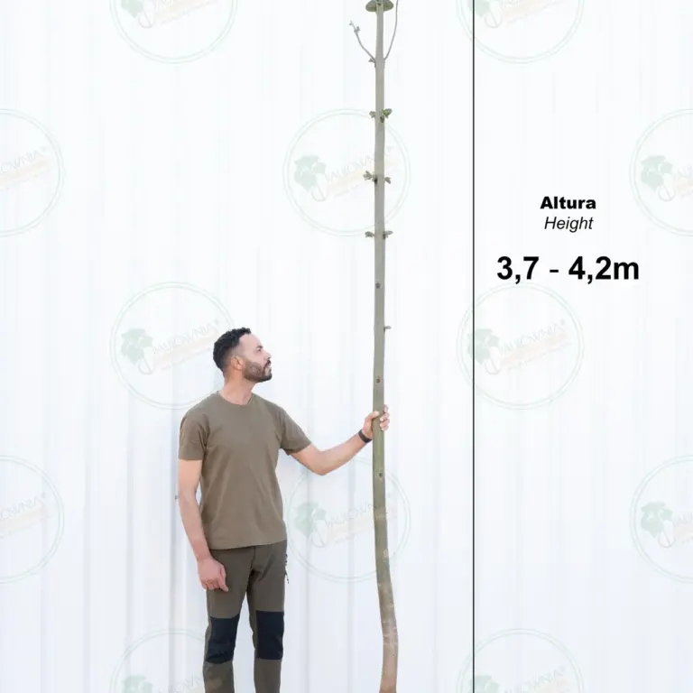 Paulownia Pao Tong Z07 – Tree 4 m