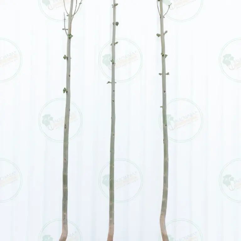 Paulownia Pao Tong Z07 – Tree 4 m