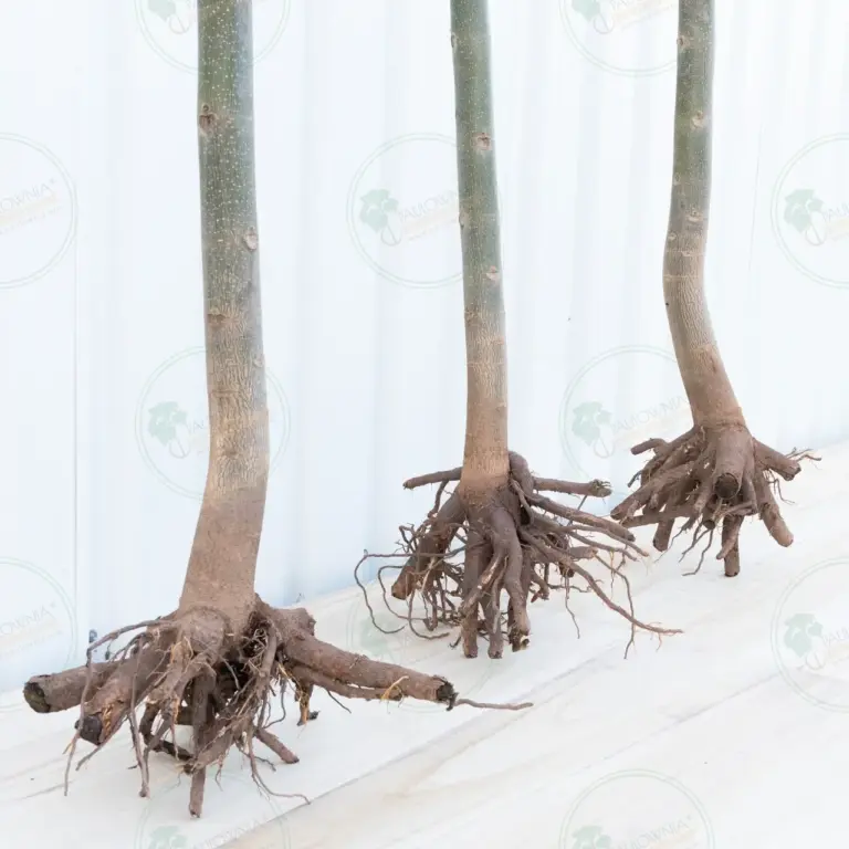 Paulownia Pao Tong Z07 – Tree 4 m