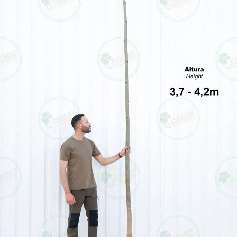 Paulownia Pao Tong Z07 – Tree 4 m