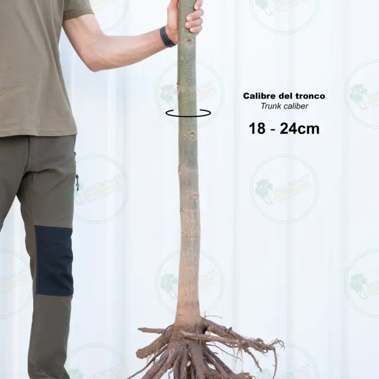 Paulownia Pao Tong Z07 – Tree 4 m