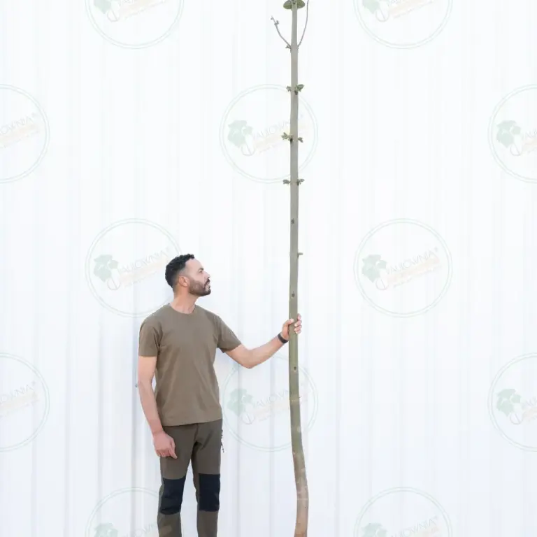 Paulownia Pao Tong Z07 – Tree 4 m