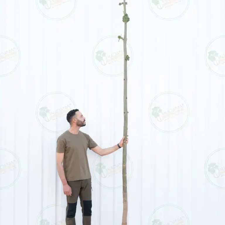 Paulownia Pao Tong Z07 – Tree 4 m