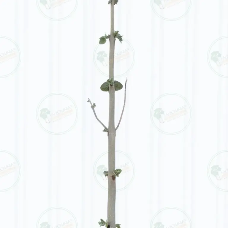Paulownia Pao Tong Z07 – Tree 4 m