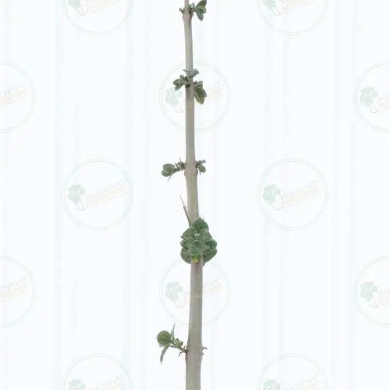 Paulownia Pao Tong Z07 – Tree 4 m