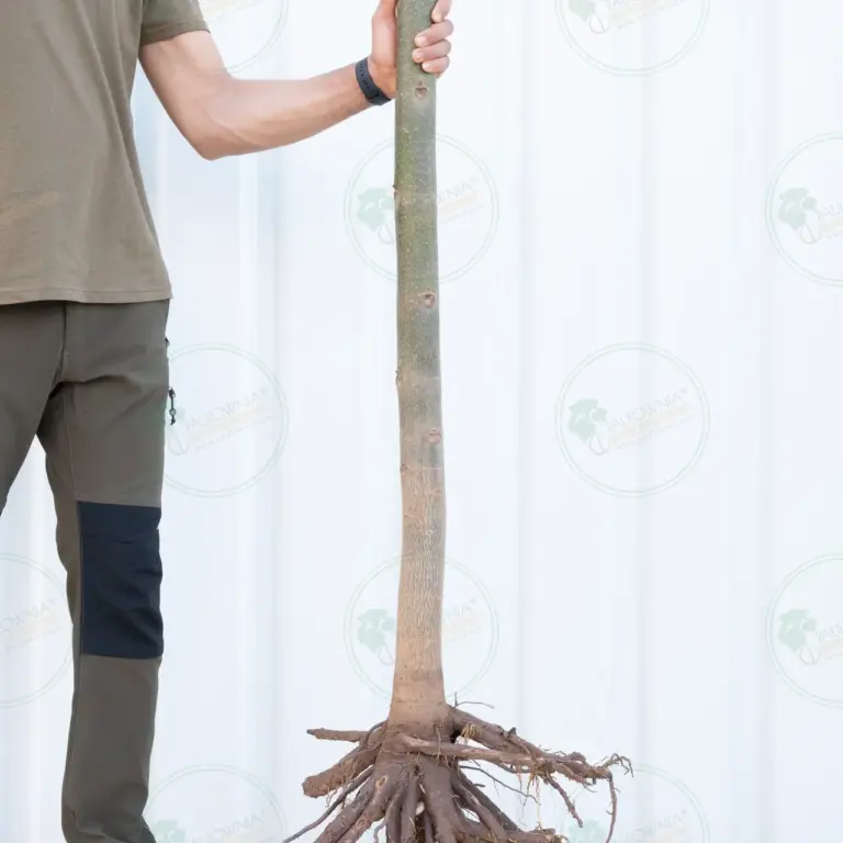 Paulownia Pao Tong Z07 – Tree 4 m