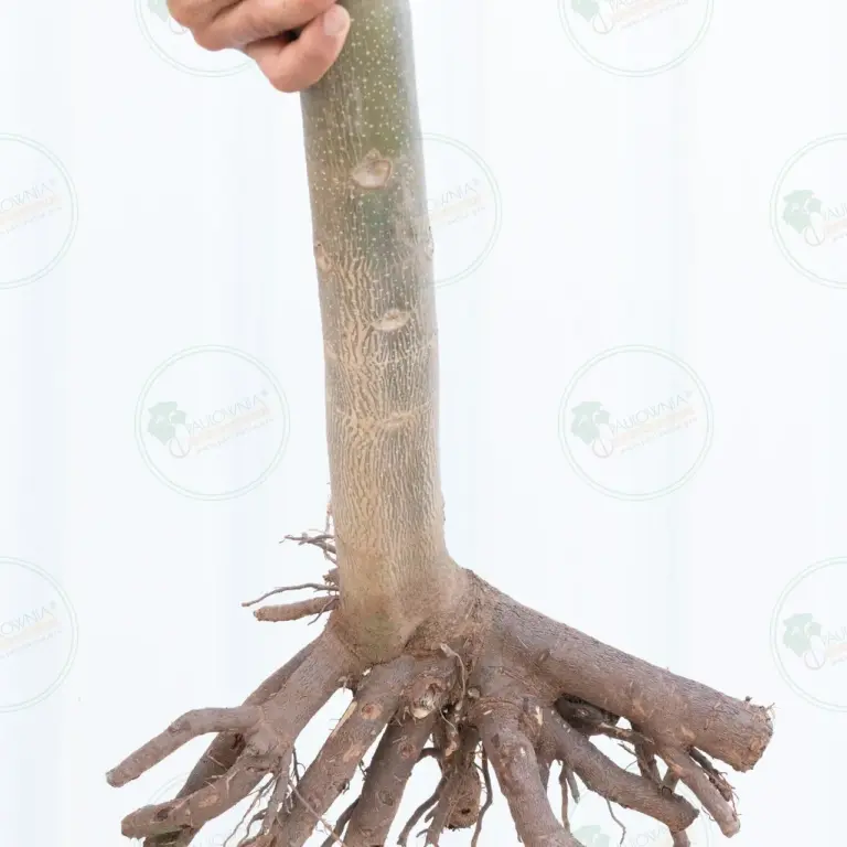 Paulownia Pao Tong Z07 – Tree 4 m