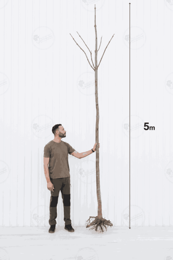 Paulownia Coreana IES® – Tree 5 m