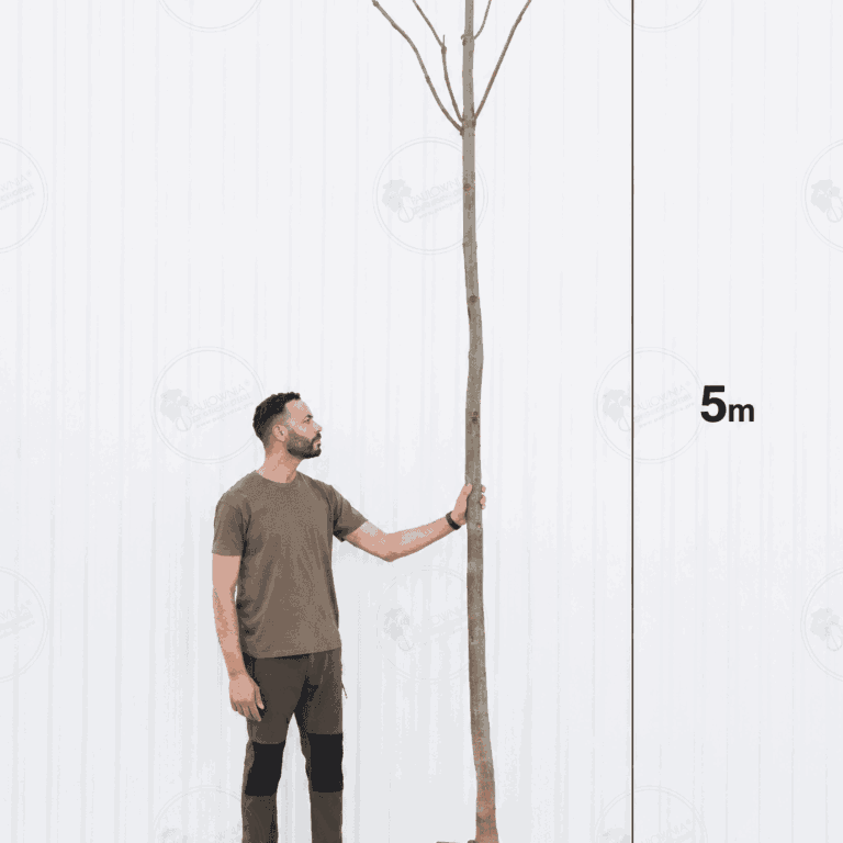 Paulownia Proxy2® – Tree 5 m