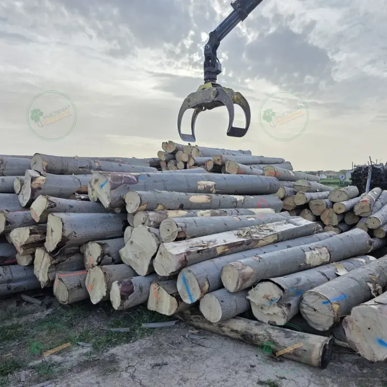 Tronco seleccionado a medida de Paulownia 1800 x Ø200 mm