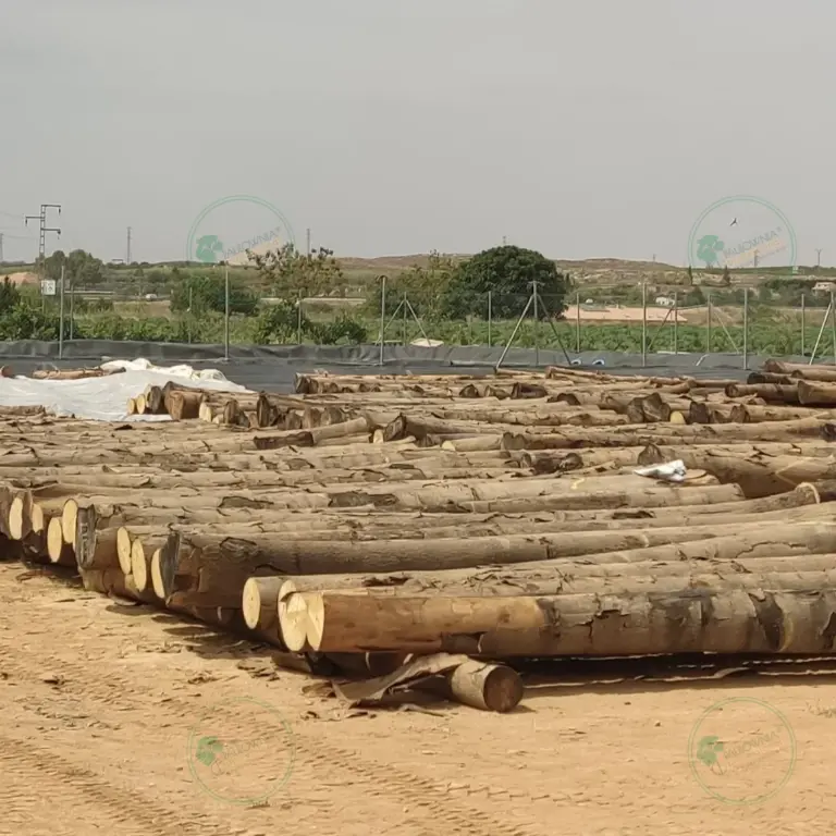 Tronco seleccionado a medida de Paulownia 1800 x Ø200 mm