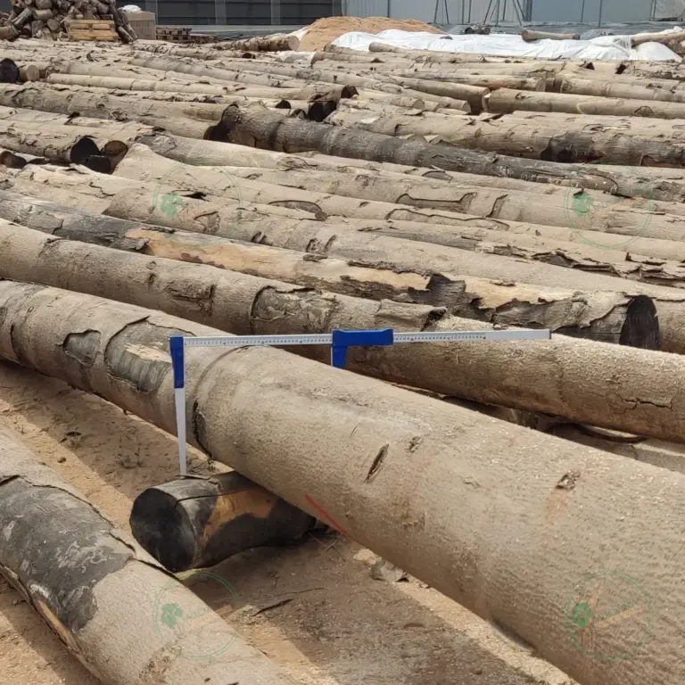 Tronco seleccionado a medida de Paulownia 1800 x Ø200 mm