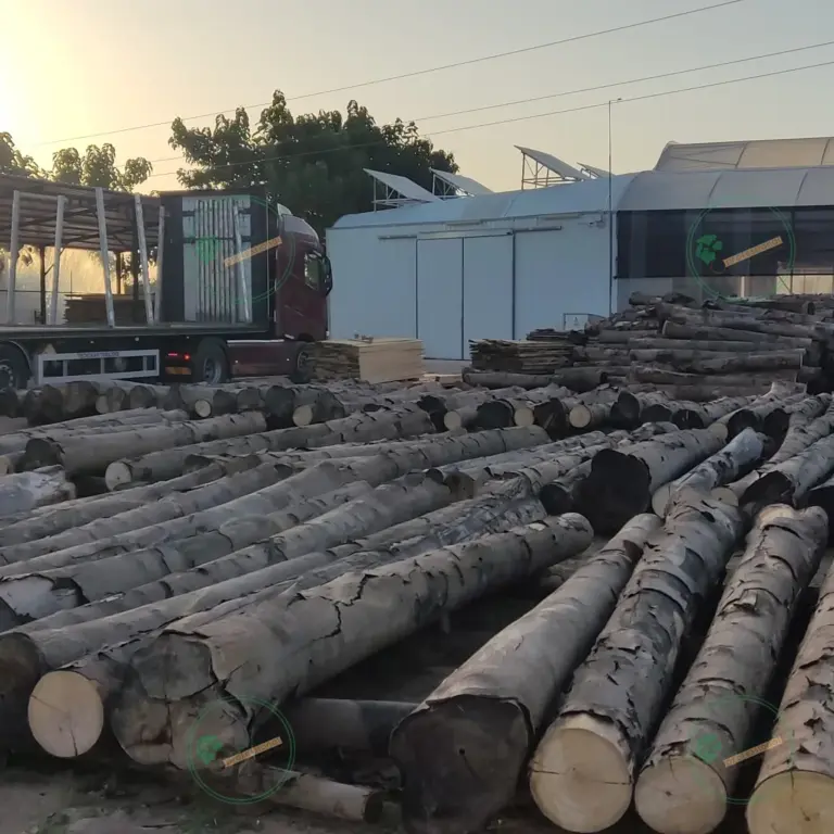 Tronco seleccionado a medida de Paulownia 1800 x Ø200 mm