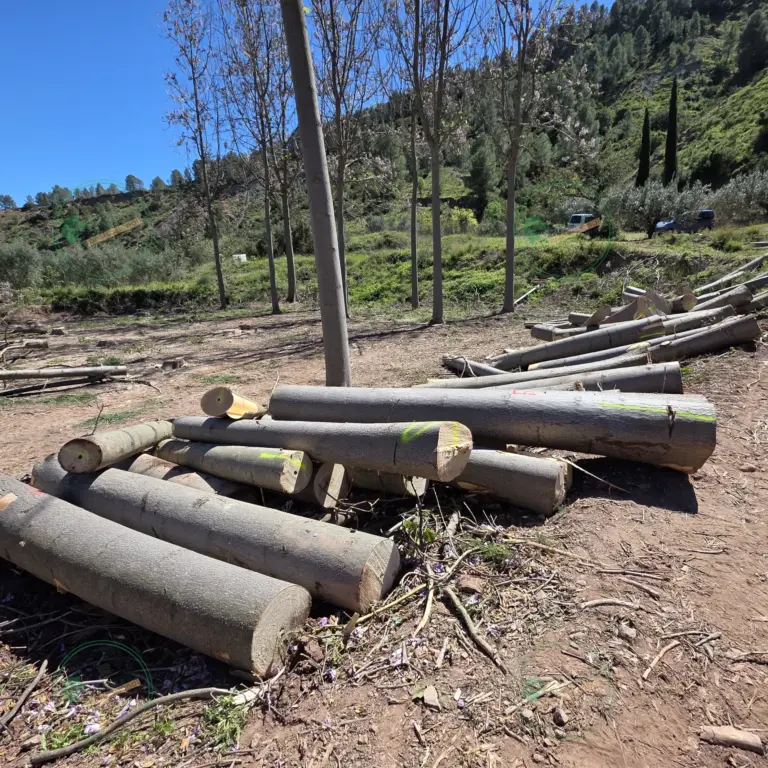 Tronco seleccionado a medida de Paulownia 1800 x Ø200 mm