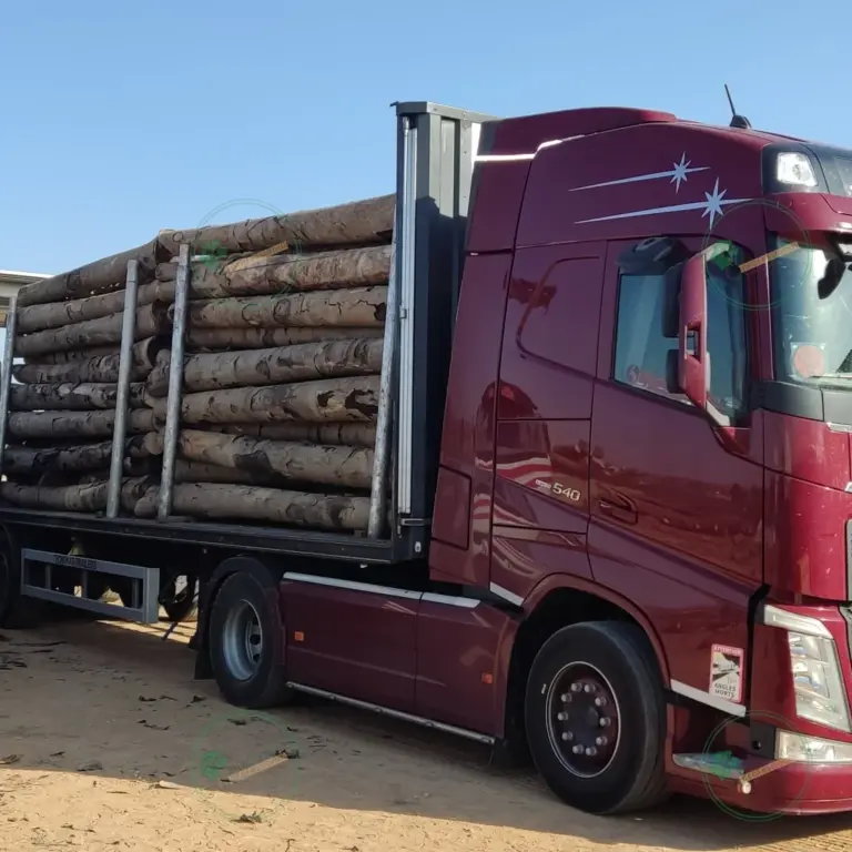 Tronco seleccionado a medida de Paulownia 1800 x Ø200 mm