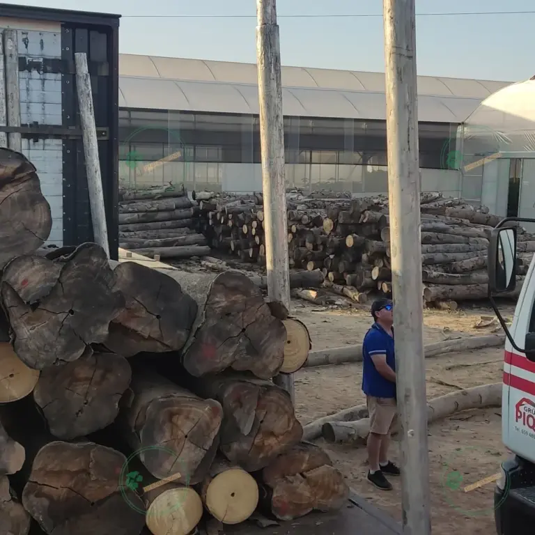 Tronco seleccionado a medida de Paulownia 1800 x Ø200 mm