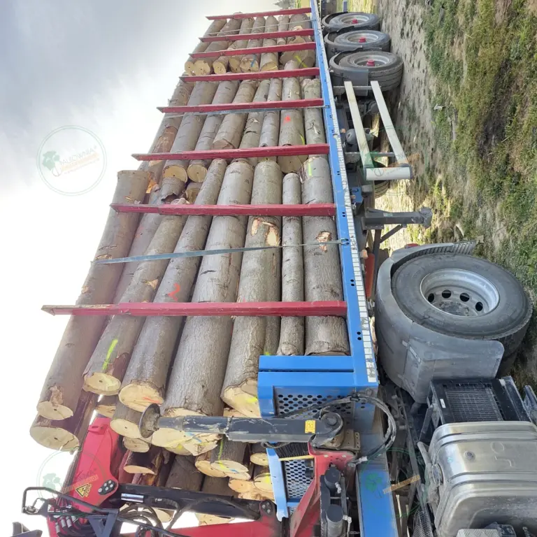 Tronco seleccionado a medida de Paulownia 1800 x Ø200 mm