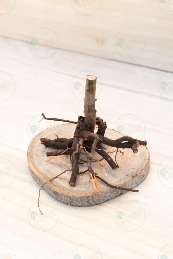 Paulownia Pao Tong Z07 – Stump L