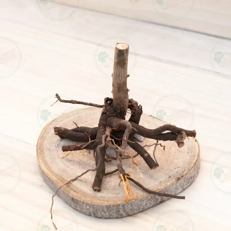 Paulownia Pao Tong Z07 – Stump L
